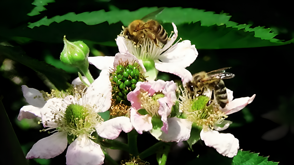 Free Bee Nature photo and picture