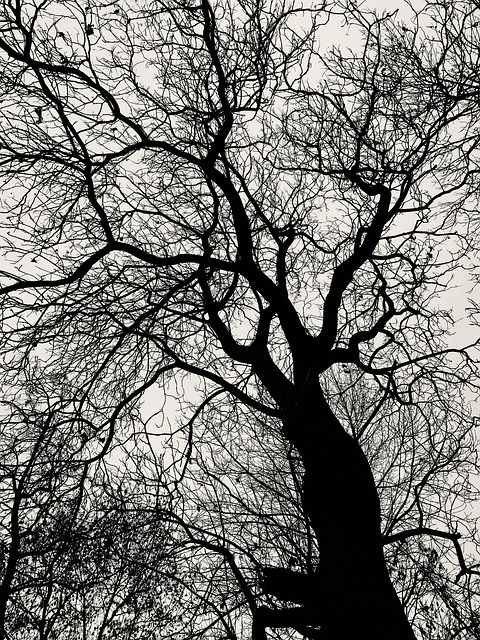 Free Wood Contrast photo and picture