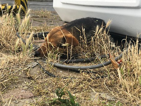 Hund, Haustier, Tier, Natur, Hündchen