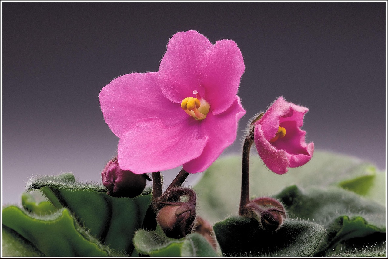 Flower Violet African - Free photo on Pixabay