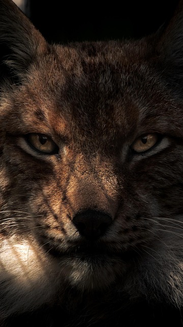 Free Lynx Cat photo and picture
