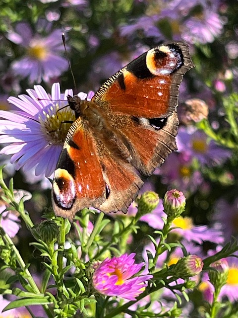 Free Butterfly Garden photo and picture
