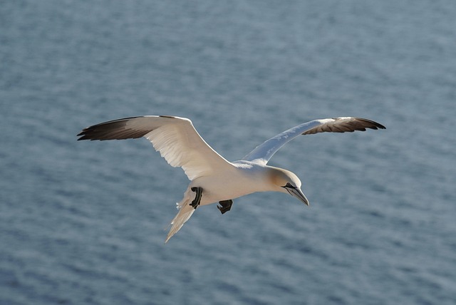 Free Bird Northern Gannet photo and picture