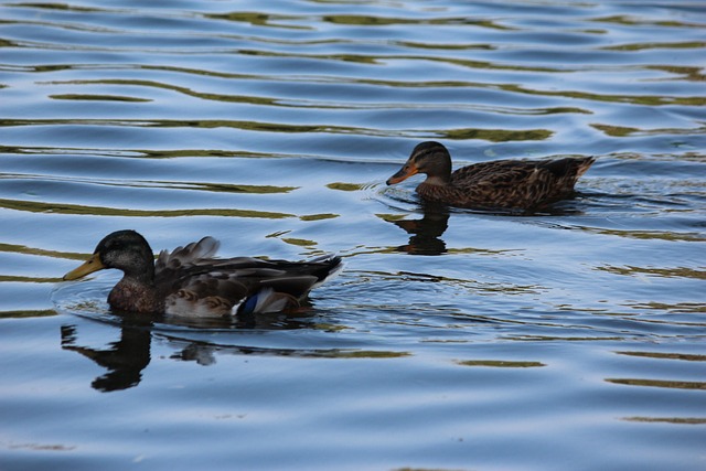 Patos, Animais, Natureza, Panorama