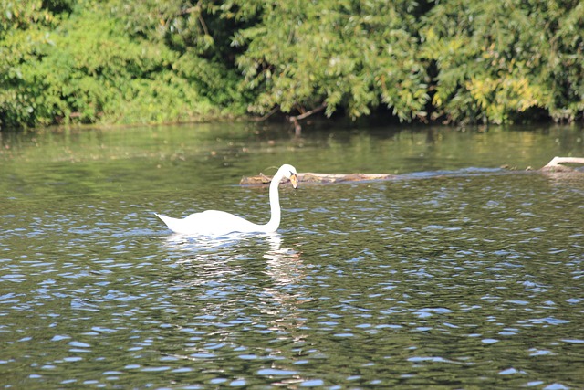 Cisne, Pássaro, Natureza, Animal