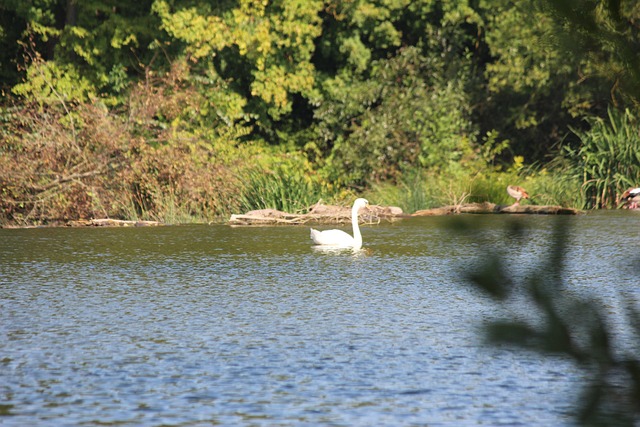 Cisne, Pássaro, Natureza, Animal