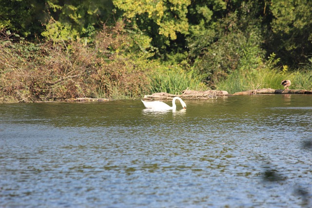 Cisne, Natureza, Pássaro, Panorama