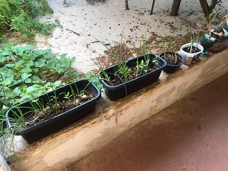 Planta, Horta, Hierbas, Cebollino