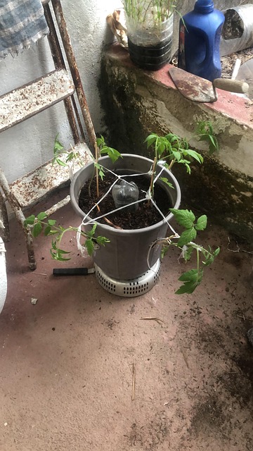 Tomate, Comida, Vegetais, Horta