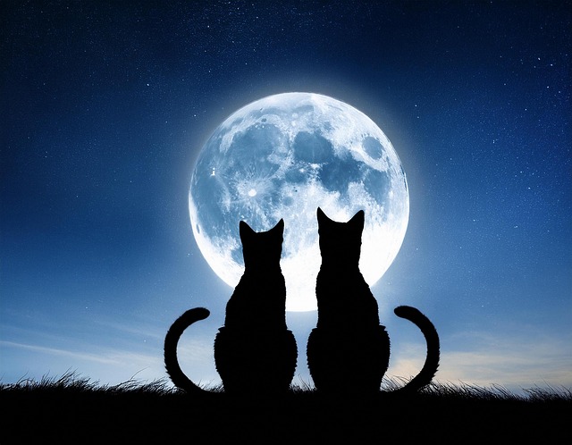 Download free HD stock image of Ai Generated Cats Free ai generated cats full moon illustration