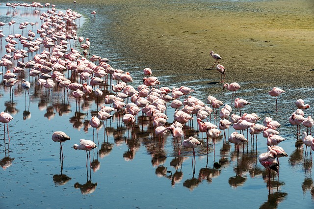 Free Flamingo Bird photo and picture
