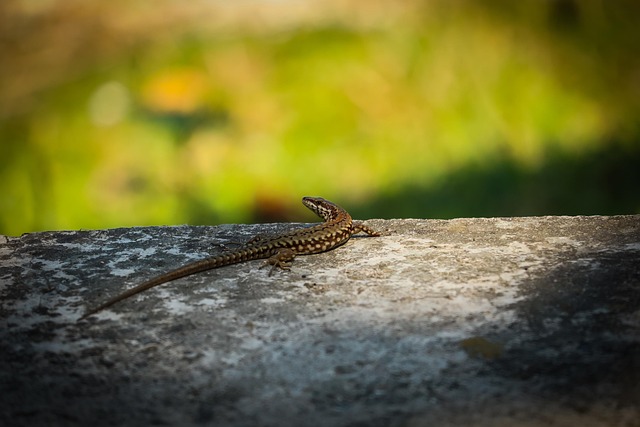 Free Lizard Gad photo and picture