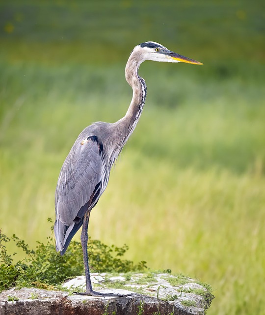 Reiher, Vogel, Federn, Natur, Schnabel