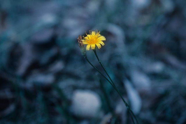 Flor, Natureza, Azul