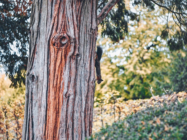 Free Schönbrunn Vienna photo and picture