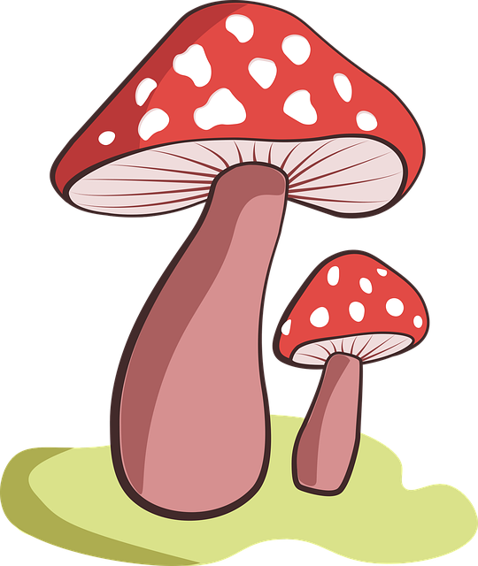 Pilz, Wald, Natur, Herbst, Pilzkunde