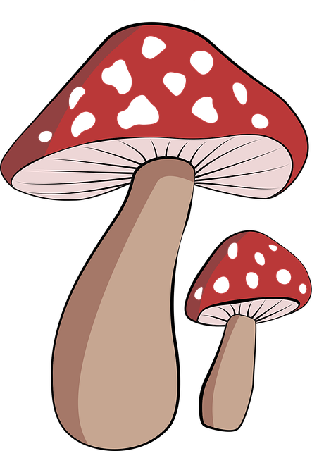 Free mushroom forest nature vector