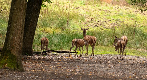 Natur, Herbst, Tier, Wild, Geweih