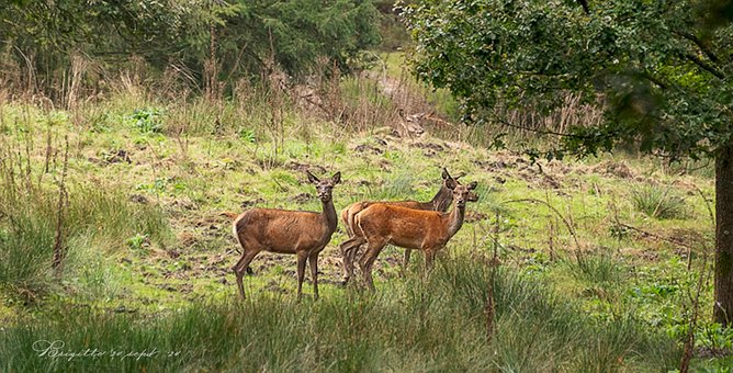 Reh, Hirsch, Natur, Tier, Säugetier