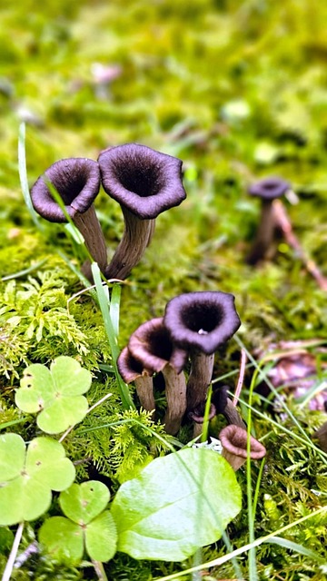 Totentrompeten, Pilz, Herbsttrompeten