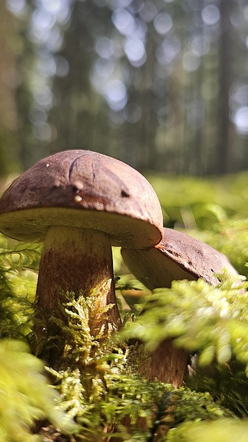 Steinpilze, Herrenpilze, Edelpilz