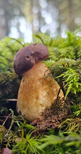 Steinpilze, Herrenpilz, Edelpilz