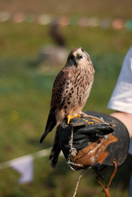 Free Kestrel Bird photo and picture