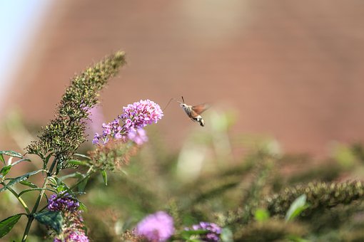 Free Pigeon Hawk Moth Nature photo and picture