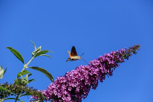 Free Pigeon Hawk Moth Nature photo and picture