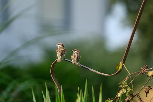 Free Sparrows Birds photo and picture
