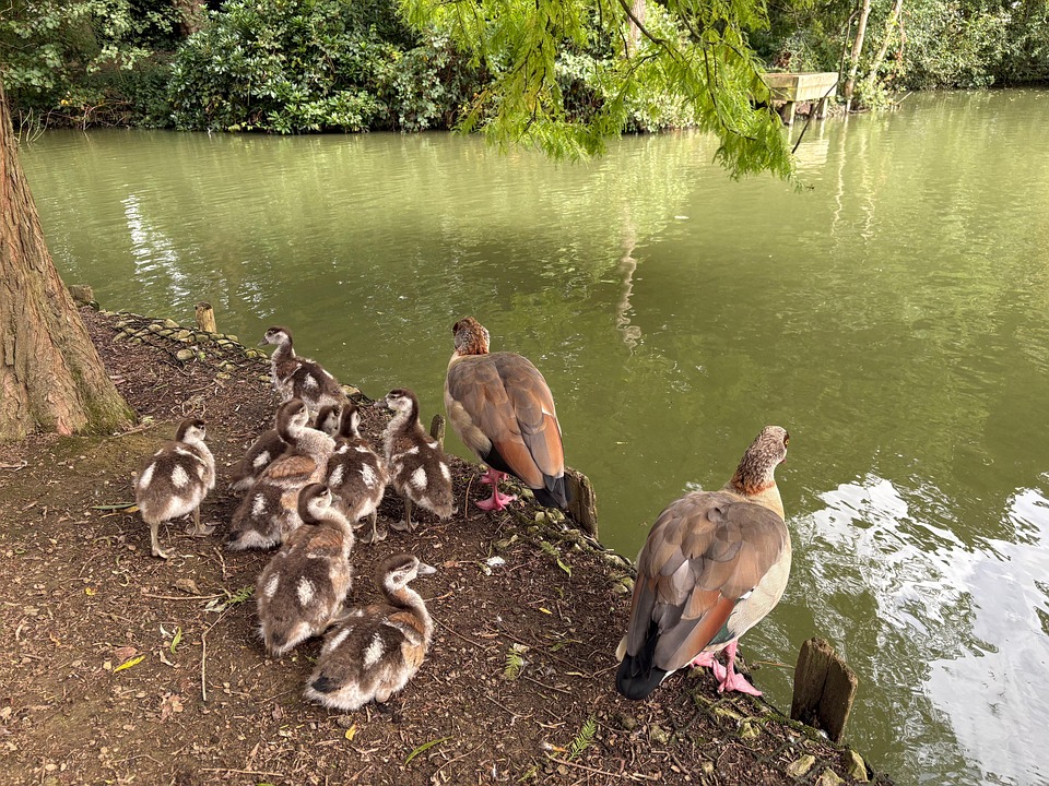 Egyptian Geese Free photo on Pixabay