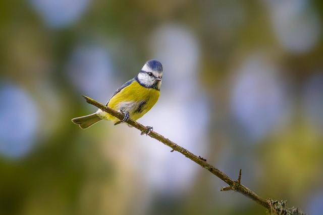 Free Birds Avian Diversity photo and picture