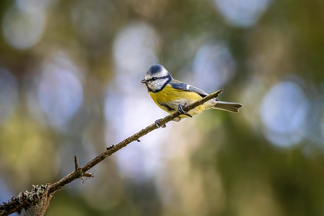 Free Birds Nature photo and picture