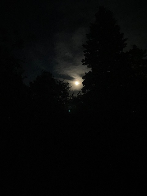 Free Moon Night photo and picture