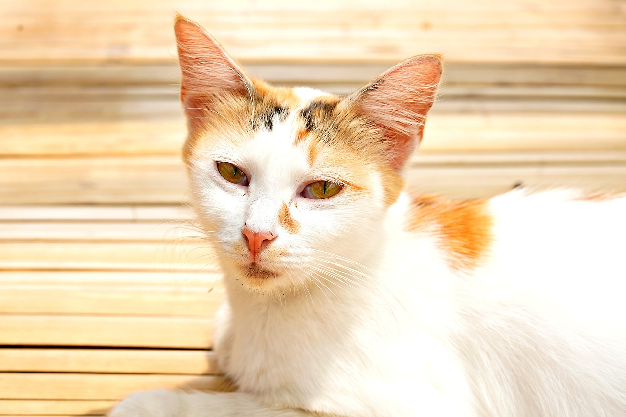Cat Animal Mammal - Free photo on Pixabay