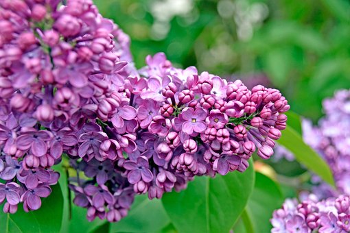 Free Lilac Blossom photo and picture