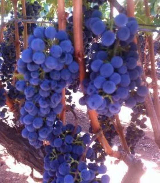 Excursão Pelos Vinhedos Do Vale De Napa