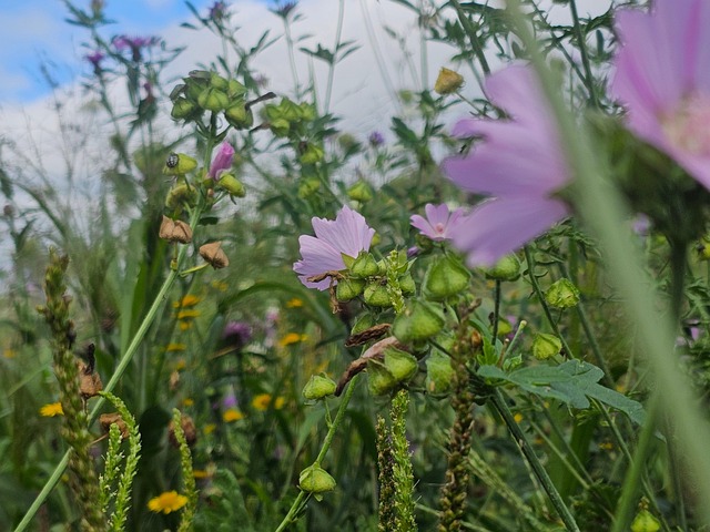 Vildblomster, Eng, Wildflower Eng, Natur