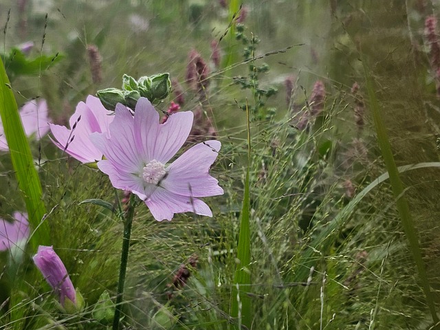 Vildblomster, Eng, Wildflower Eng, Natur
