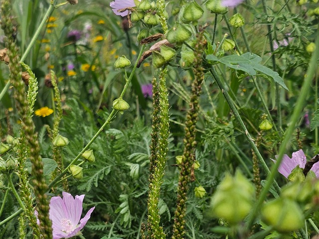 Vildblomster, Eng, Wildflower Eng, Natur