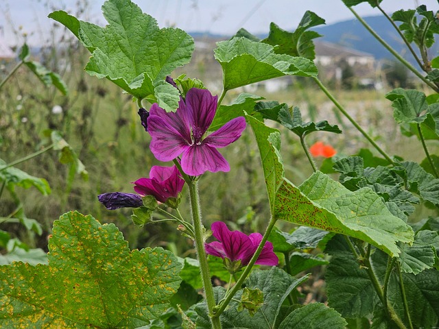 Vildblomster, Eng, Wildflower Eng, Natur
