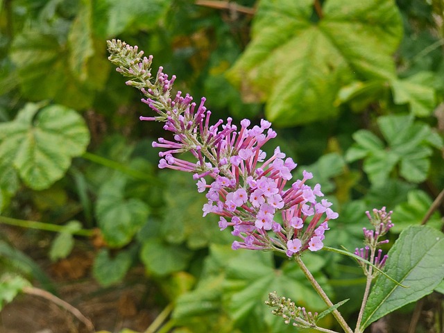 Vildblomster, Eng, Wildflower Eng, Natur