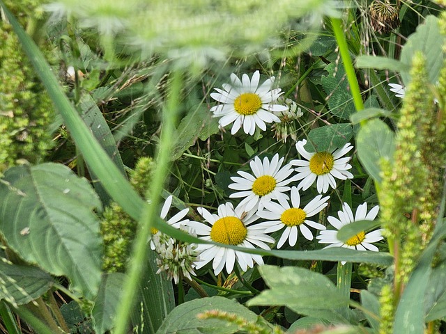 Vildblomster, Eng, Wildflower Eng, Natur