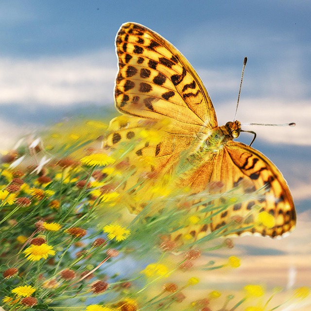Free Flight Butterfly photo and picture