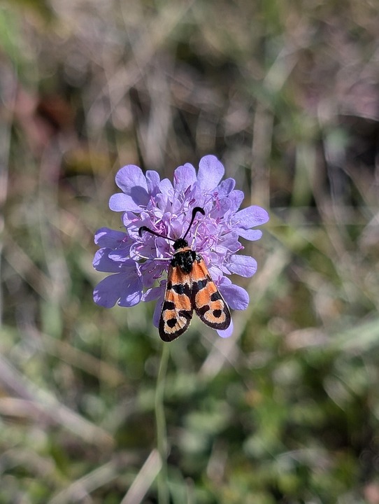 Mosh Insect Moth Nature Insect - Free photo on Pixabay
