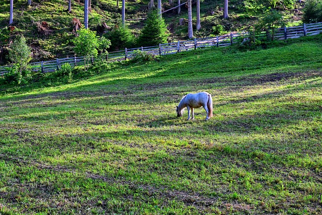 Free Horse Nature photo and picture