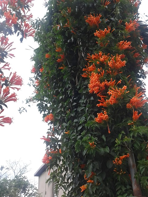 Floare, Să Înflorească, Floră, Primăvară