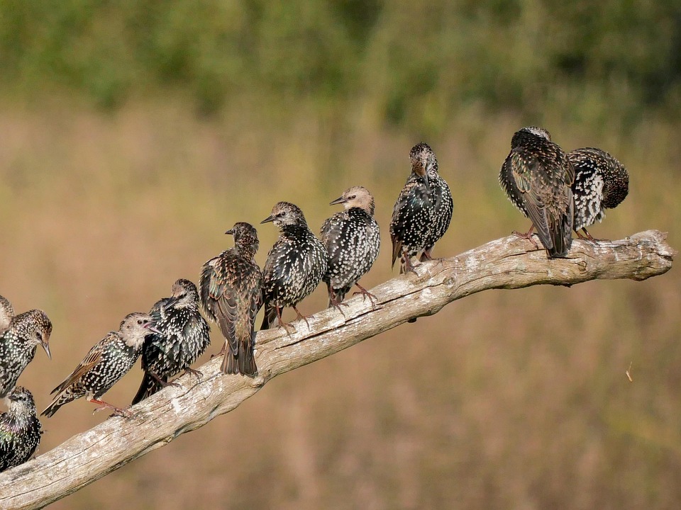 Starlings Birds Animals Free photo on