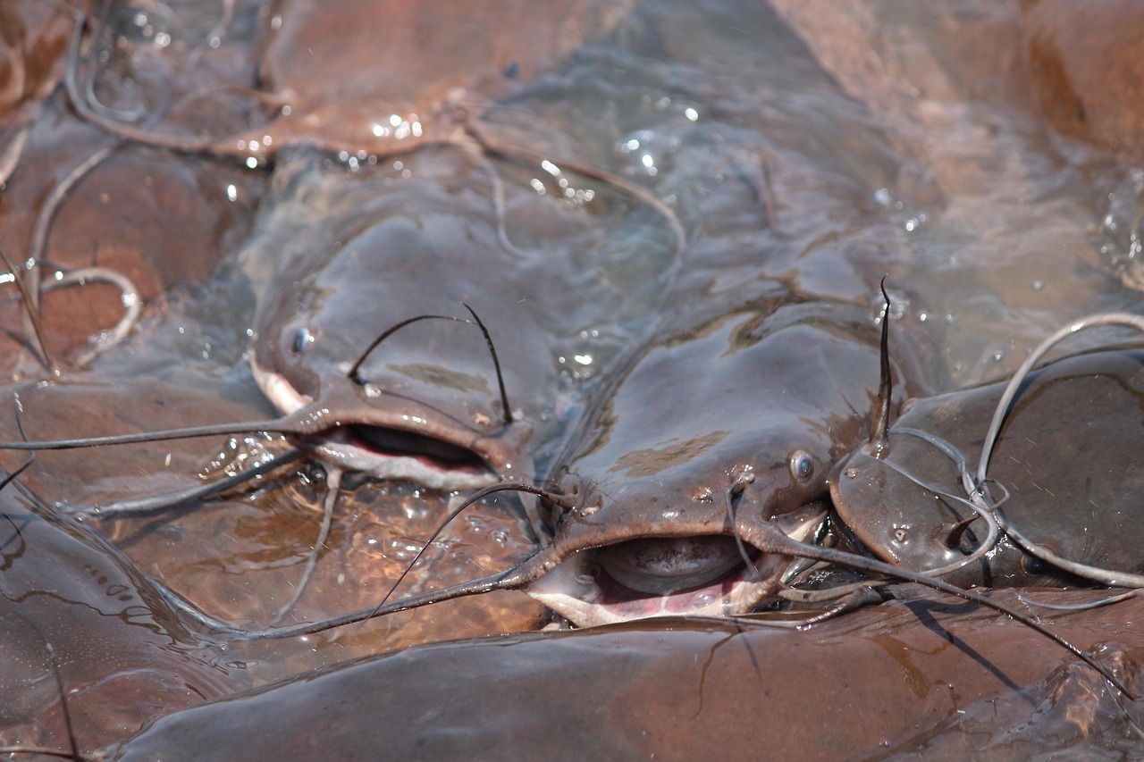 Poisson-Chat Poisson L'Eau - Photo gratuite sur Pixabay
