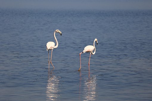 Flamingo, Vogel, Tier, Federn, Gefieder